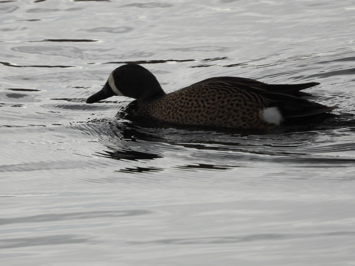 Blue-winged Teal - ML619510037