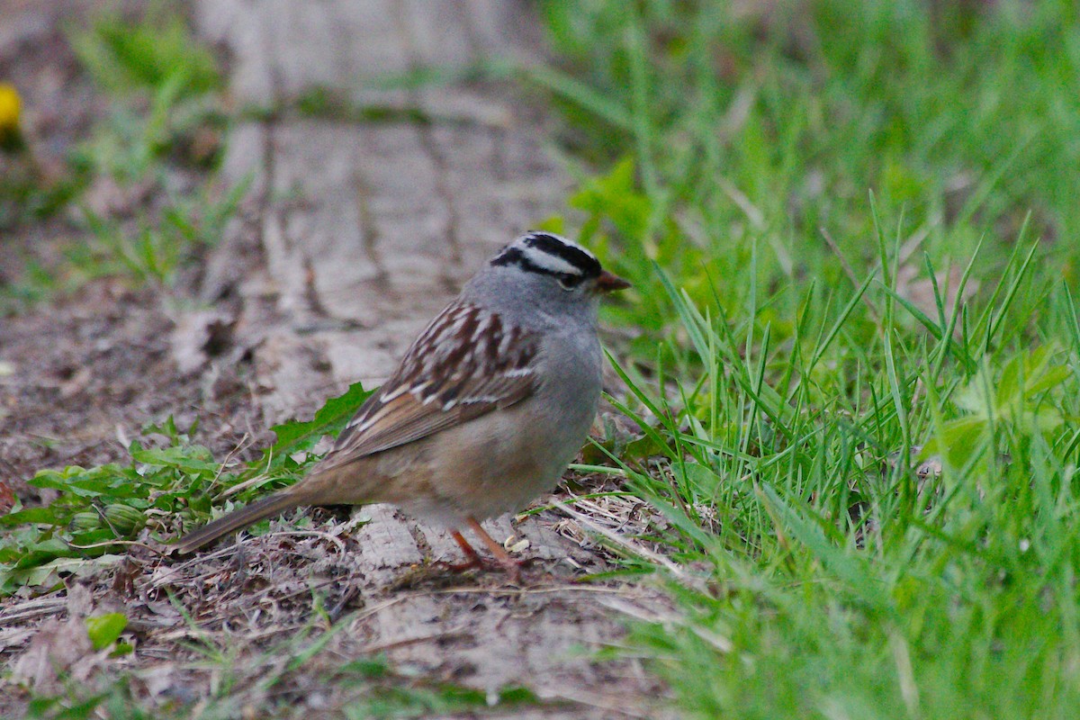 White-crowned Sparrow - ML619510055