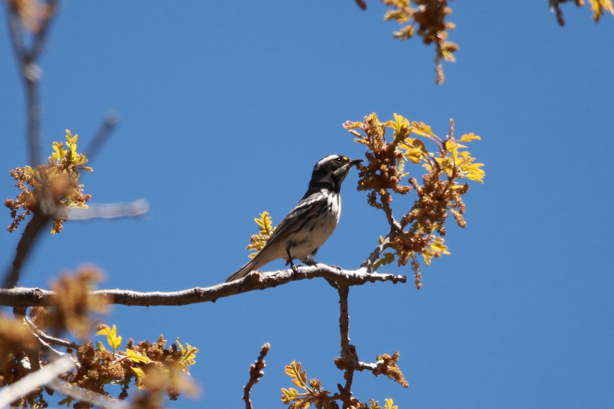 Black-throated Gray Warbler - ML619510098
