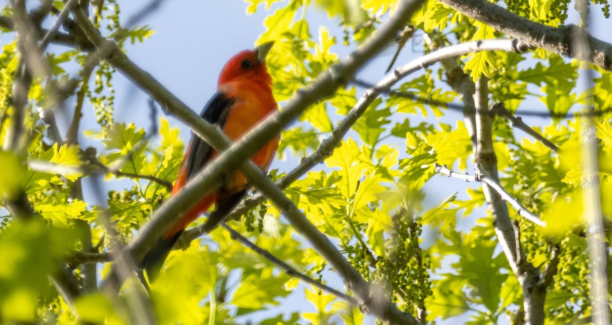 Scarlet Tanager - ML619510103