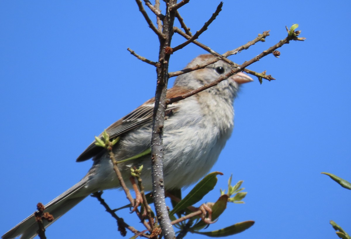 Field Sparrow - ML619510107