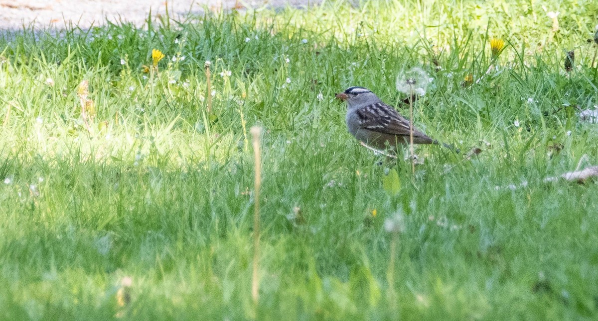 White-crowned Sparrow - ML619510129