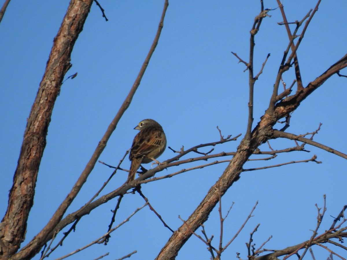Grassland Sparrow - ML619510136