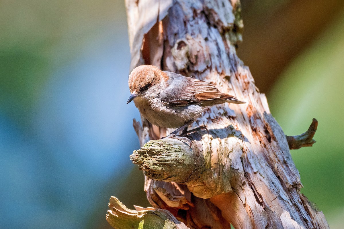 Brown-headed Nuthatch - ML619510170
