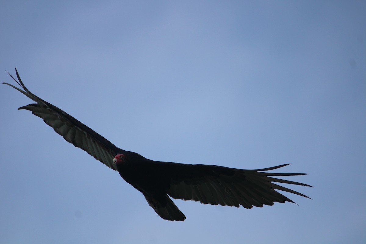 Turkey Vulture - ML619510175