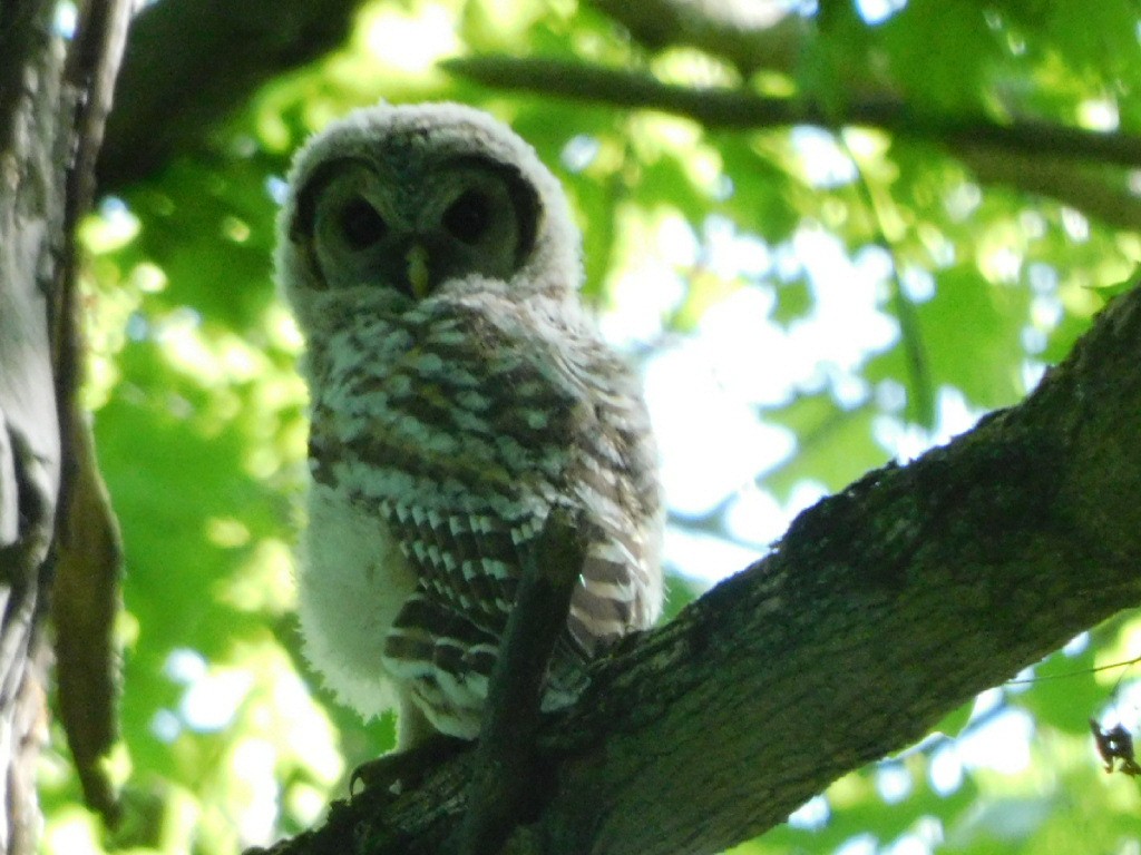 Barred Owl - ML619510191