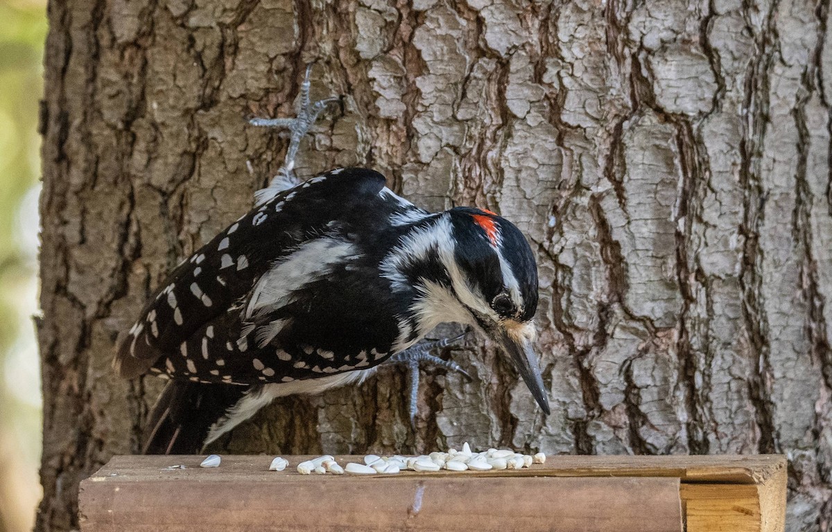 Hairy Woodpecker - ML619510201