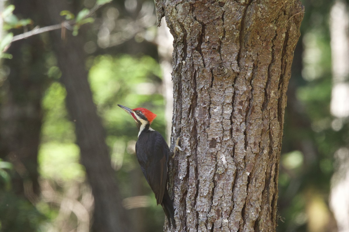 Pileated Woodpecker - ML619510272