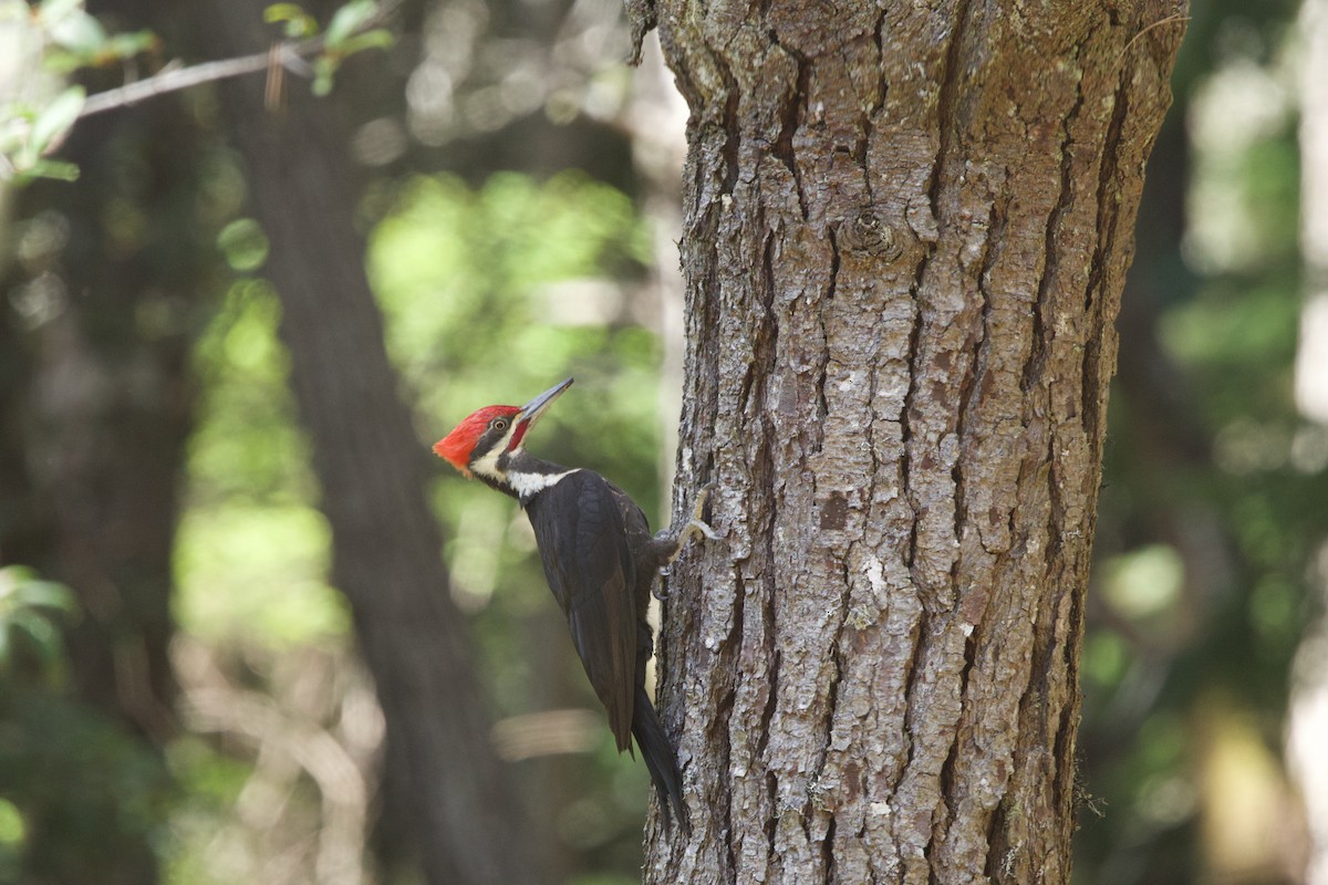 Pileated Woodpecker - ML619510285