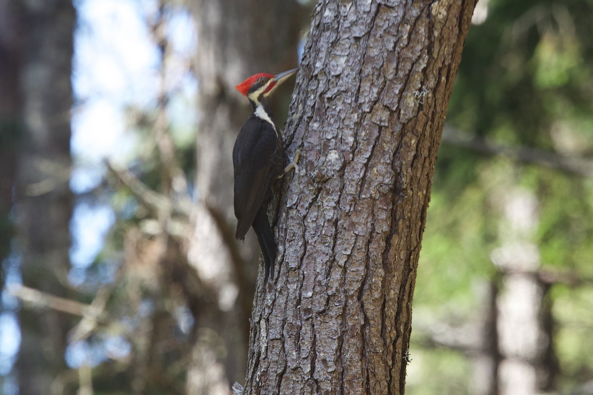 Pileated Woodpecker - ML619510300