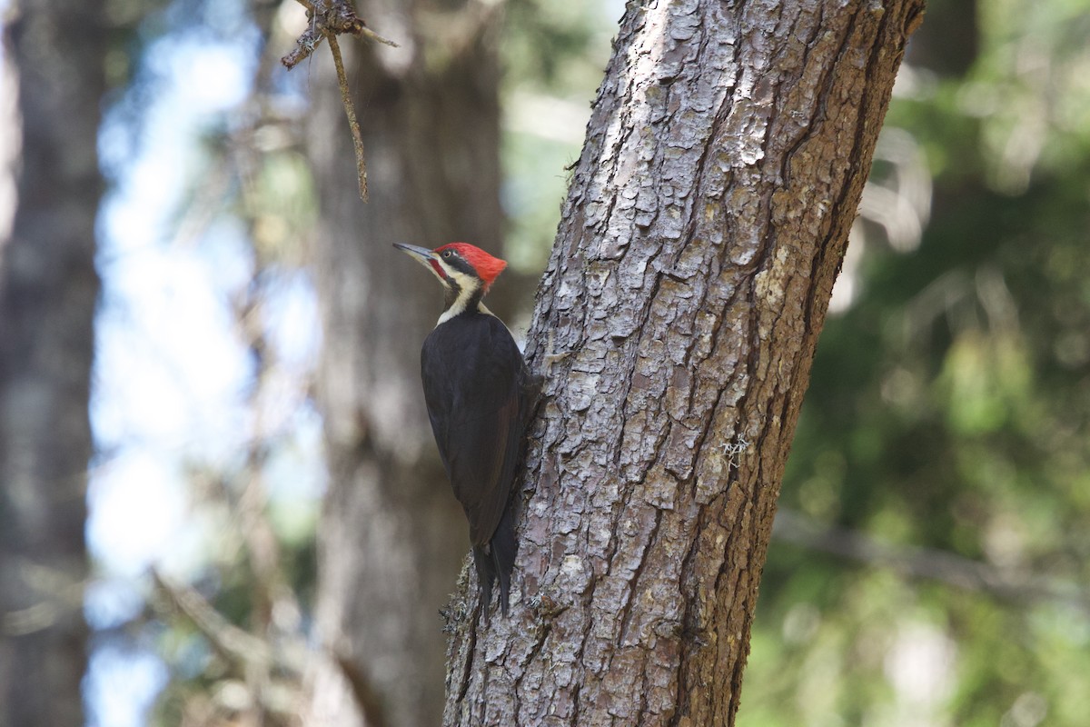 Pileated Woodpecker - ML619510309