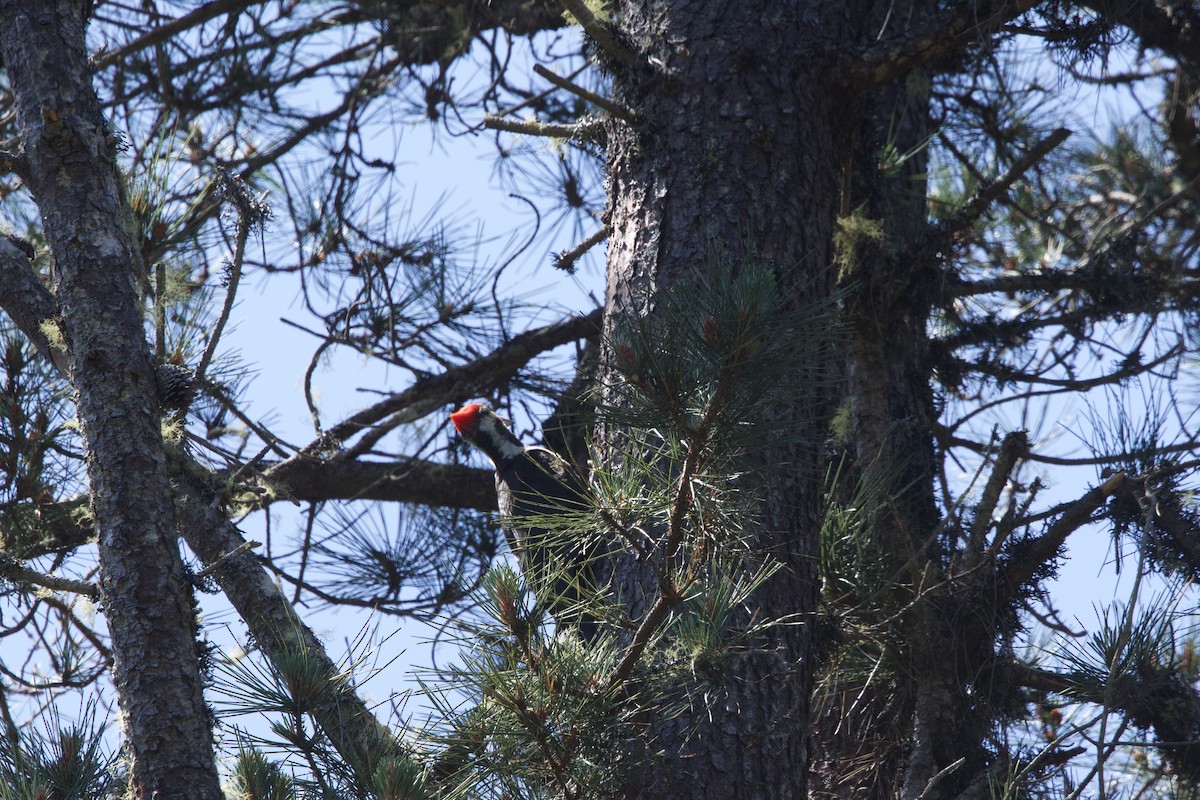 Pileated Woodpecker - ML619510313