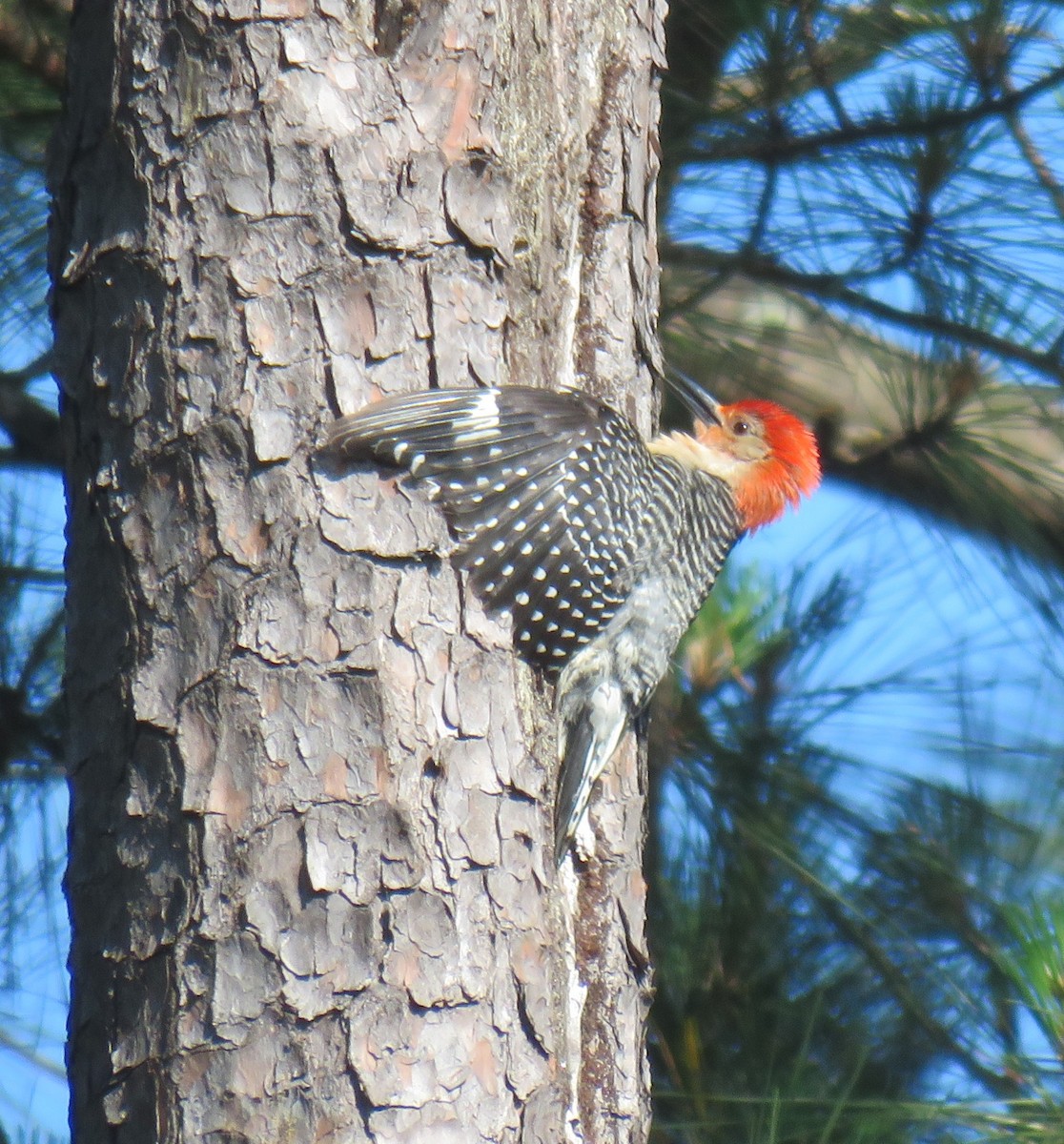 Red-bellied Woodpecker - ML619510315