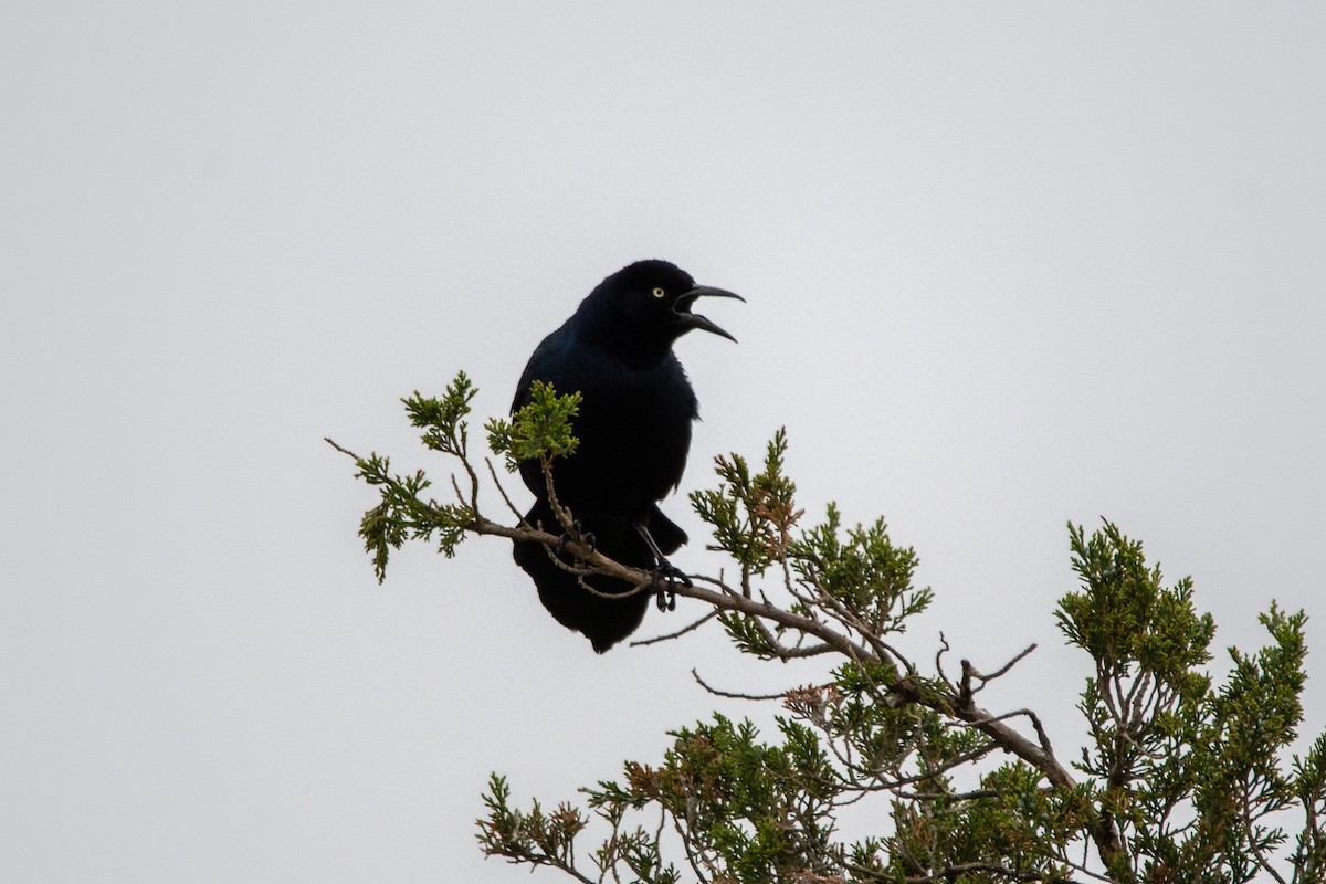 Boat-tailed Grackle - ML619510338