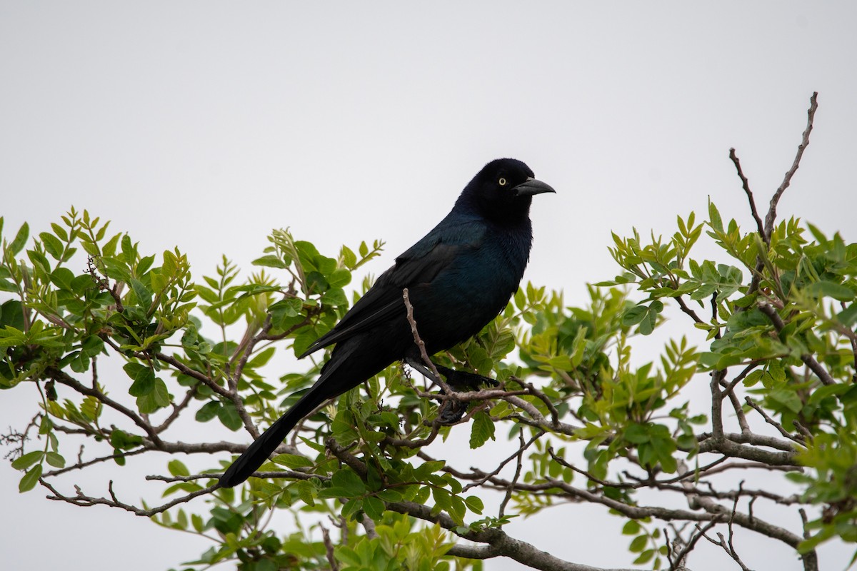 Boat-tailed Grackle - ML619510340