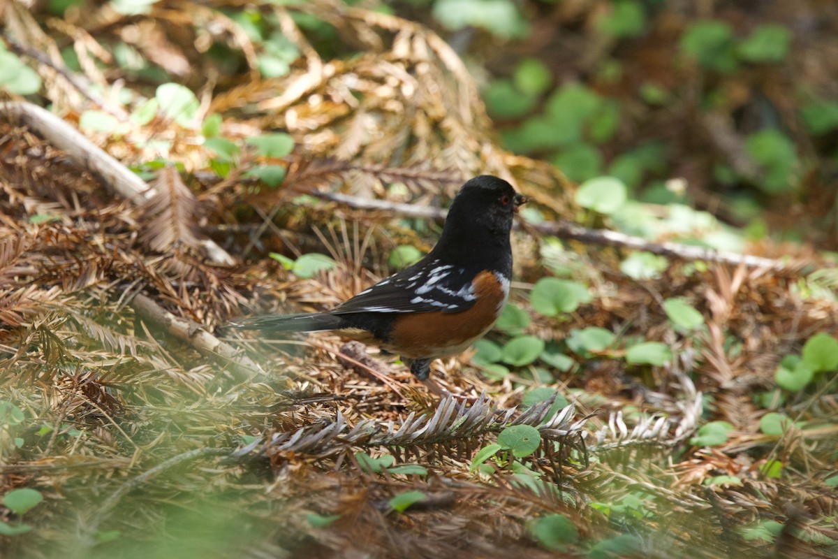 Spotted Towhee - ML619510365
