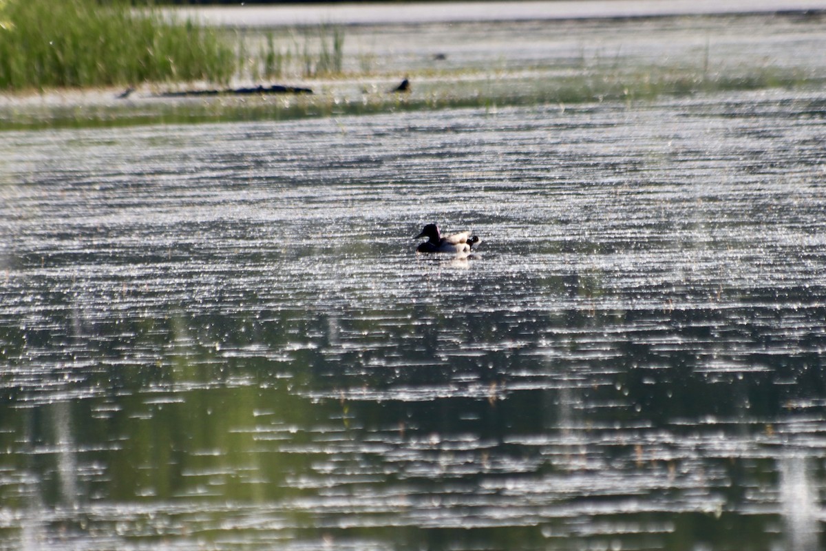 Greater/Lesser Scaup - ML619510373