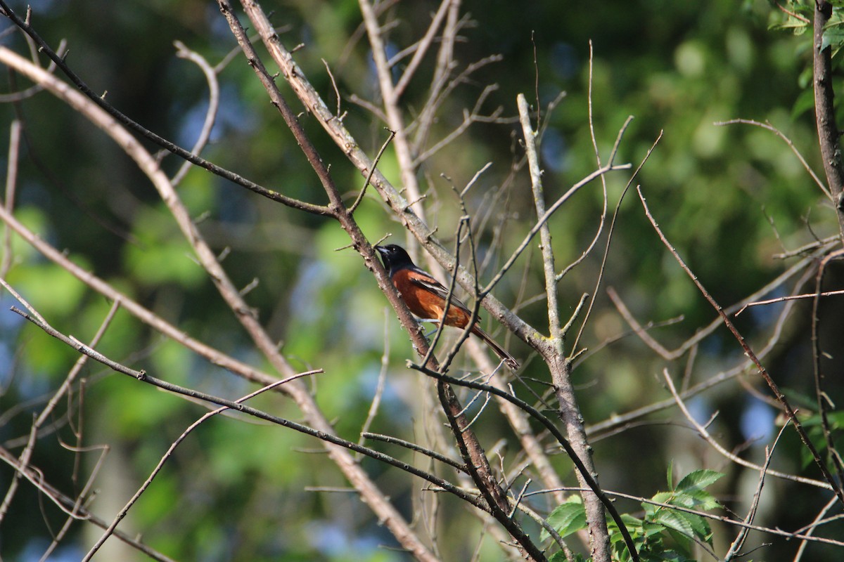 Orchard Oriole - ML619510432