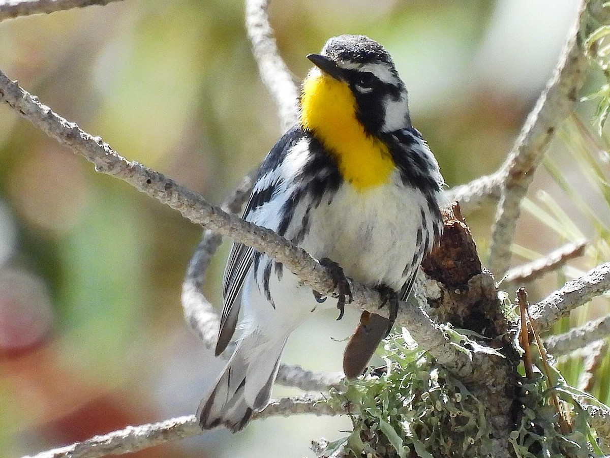 Yellow-throated Warbler - ML619510468