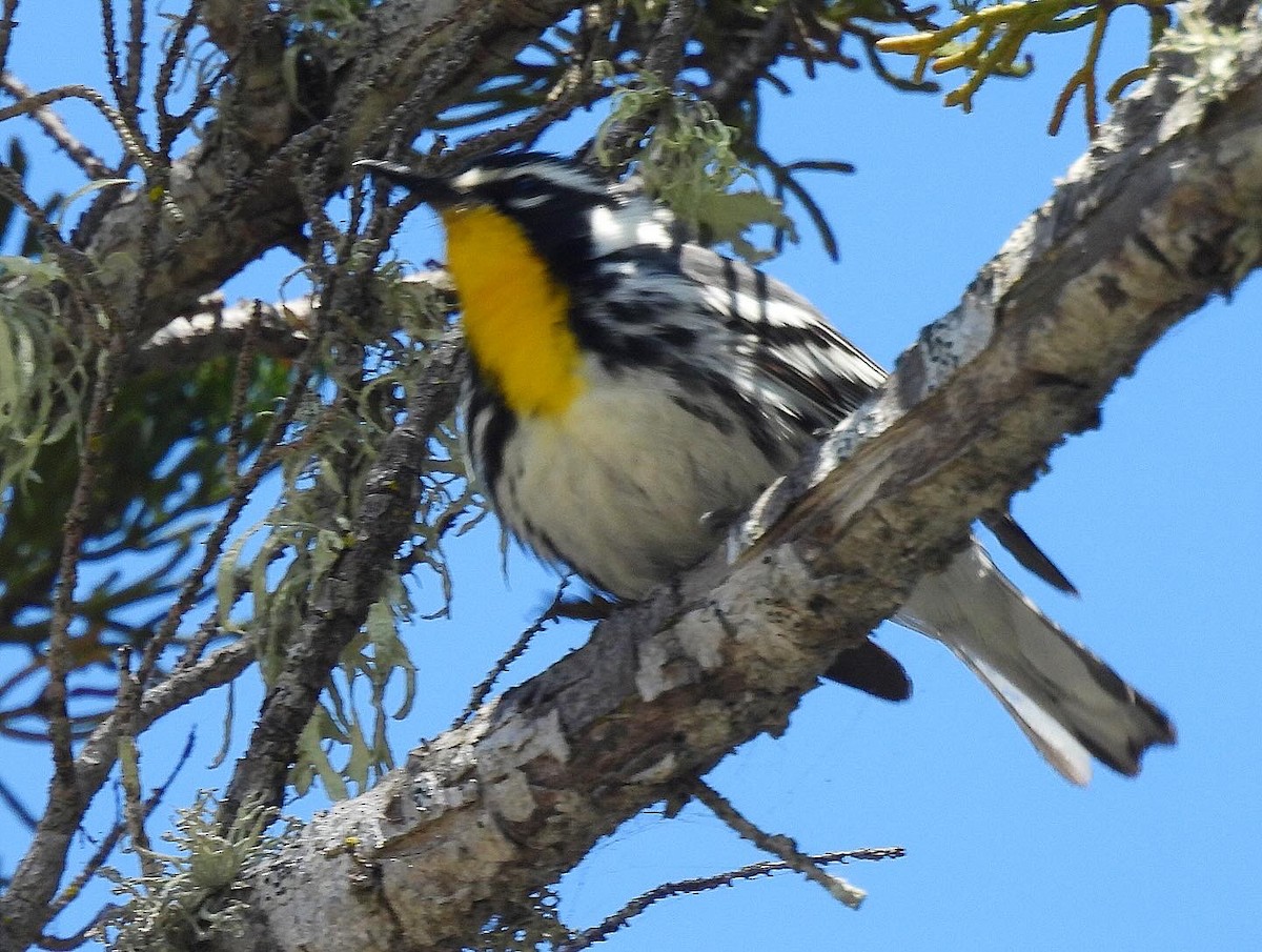 Yellow-throated Warbler - ML619510471
