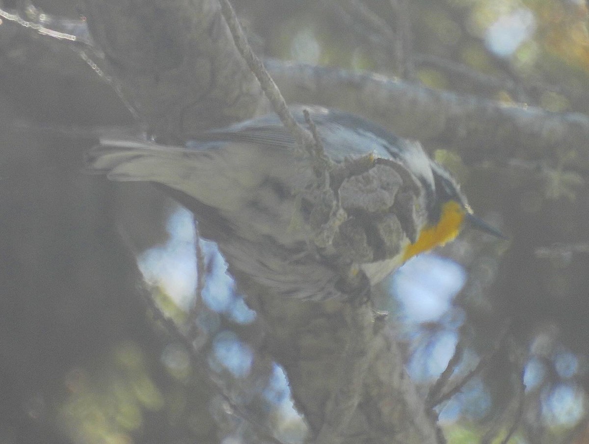 Yellow-throated Warbler - ML619510474