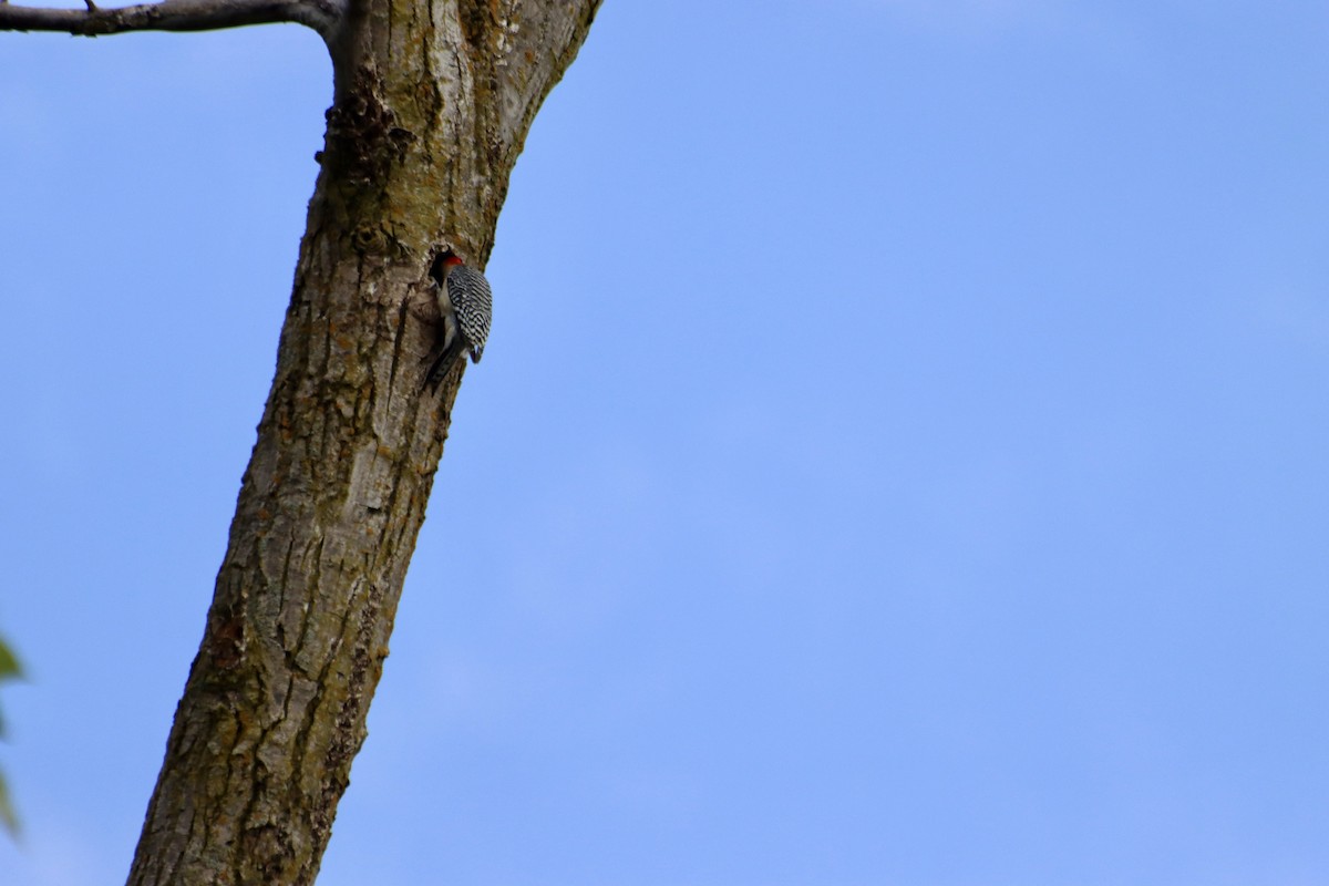 Red-bellied Woodpecker - ML619510499