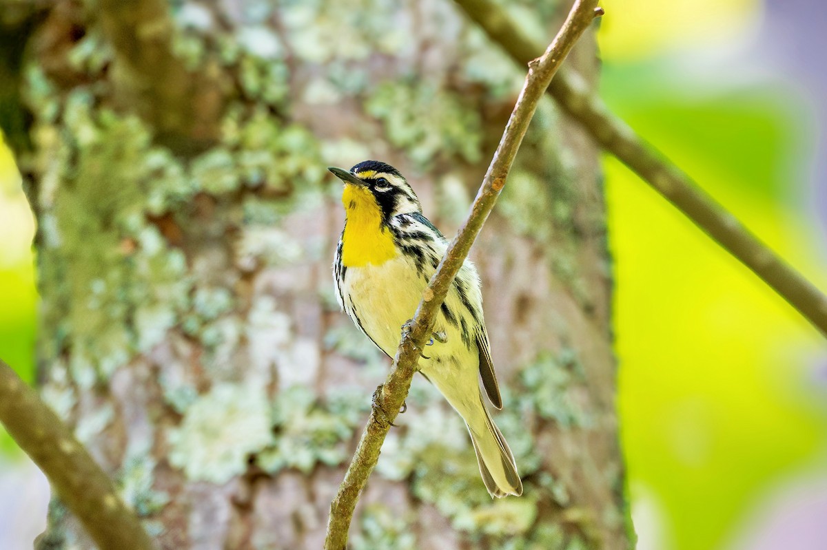Yellow-throated Warbler - ML619510516
