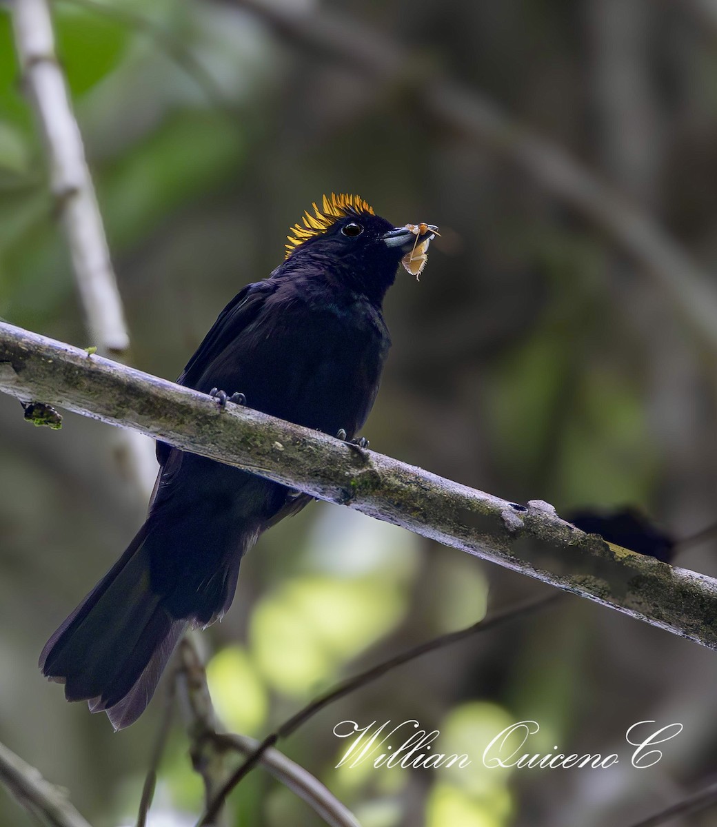 Tawny-crested Tanager - ML619510527