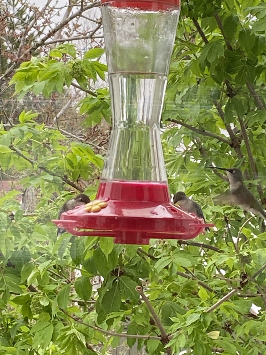Ruby-throated Hummingbird - ML619510530