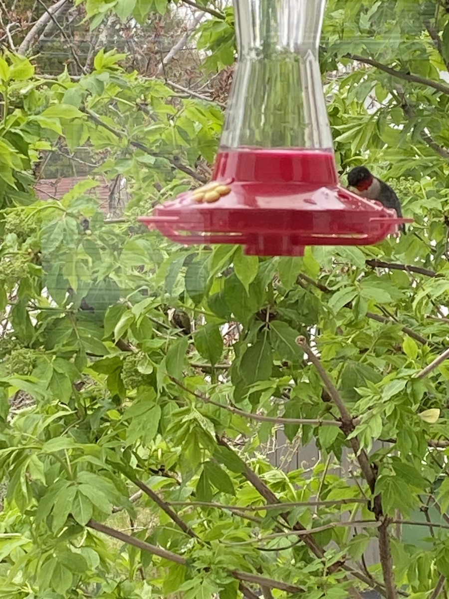 Ruby-throated Hummingbird - ML619510531