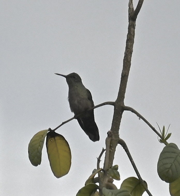 kolibřík skvrnitoprsý - ML619510533