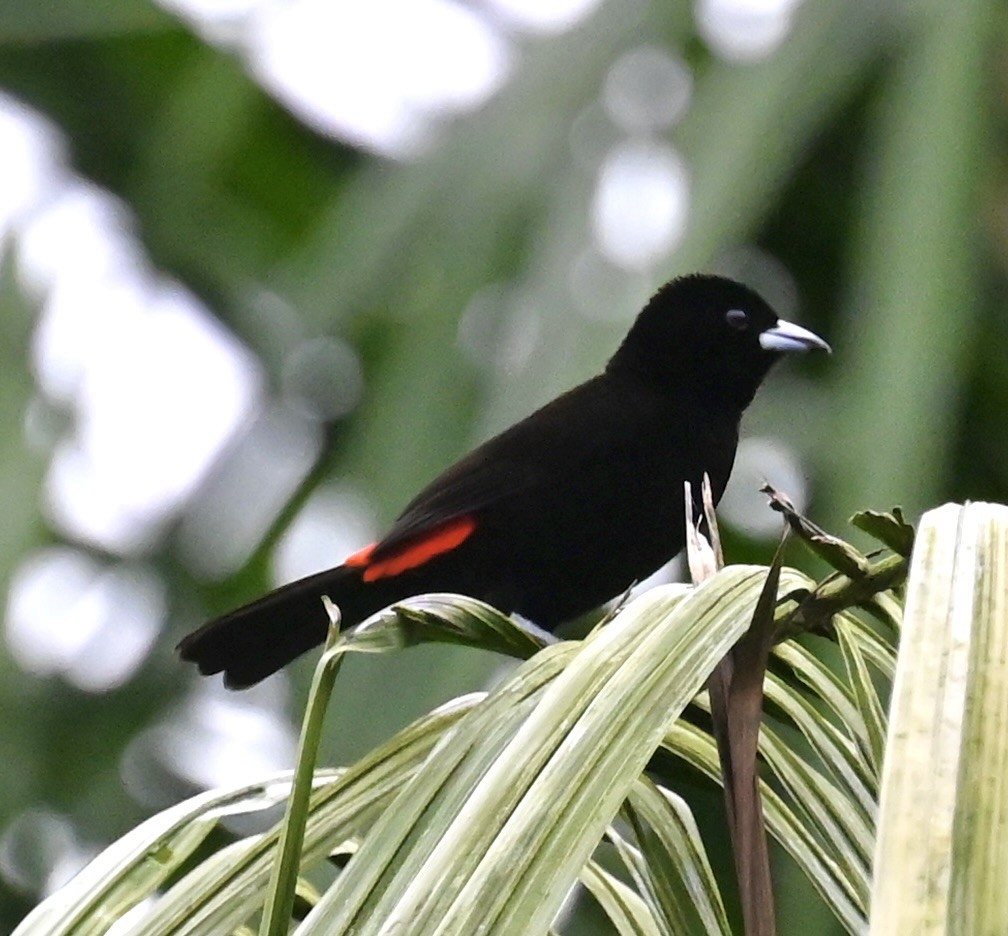 Scarlet-rumped Tanager - ML619510541