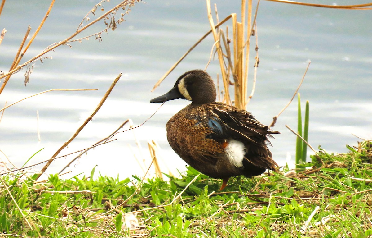 Blue-winged Teal - ML619510553