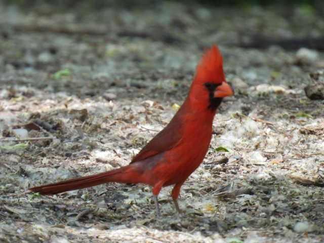 Cardinal rouge - ML619510566