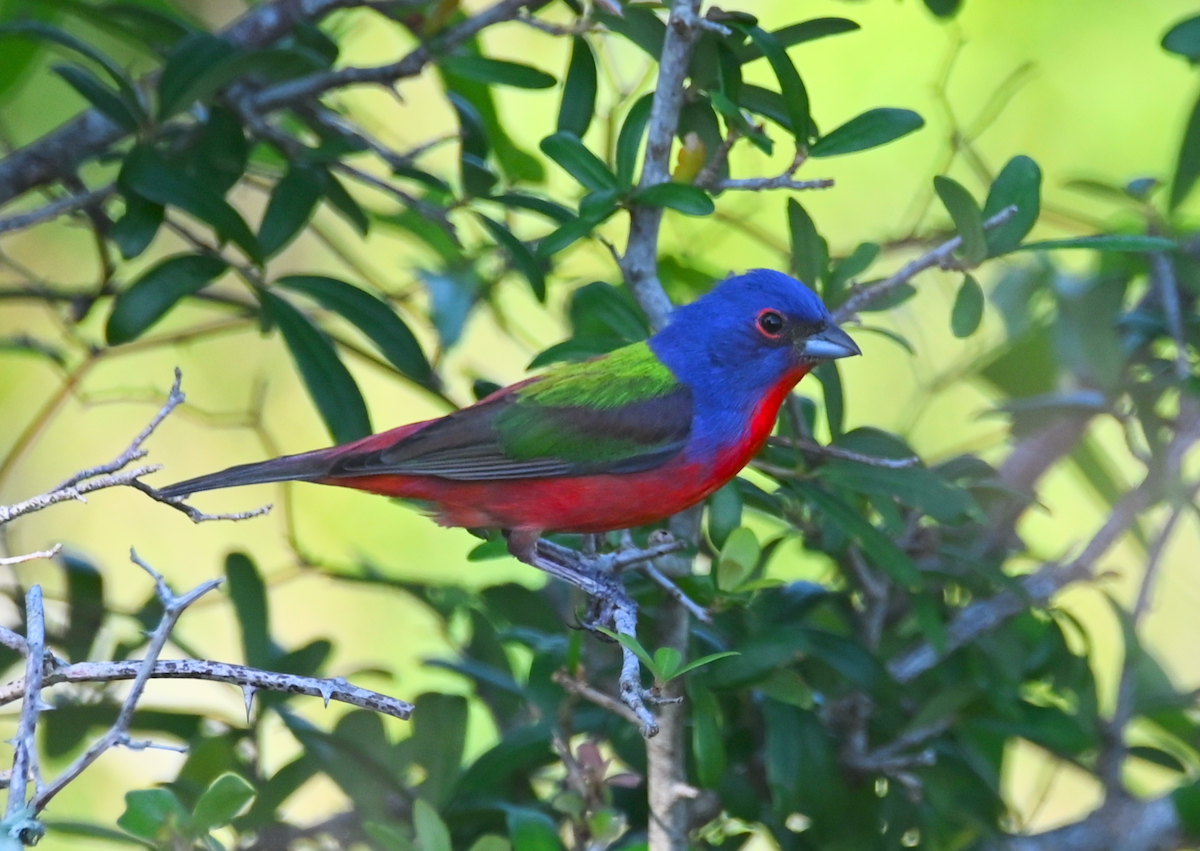 Painted Bunting - ML619510574