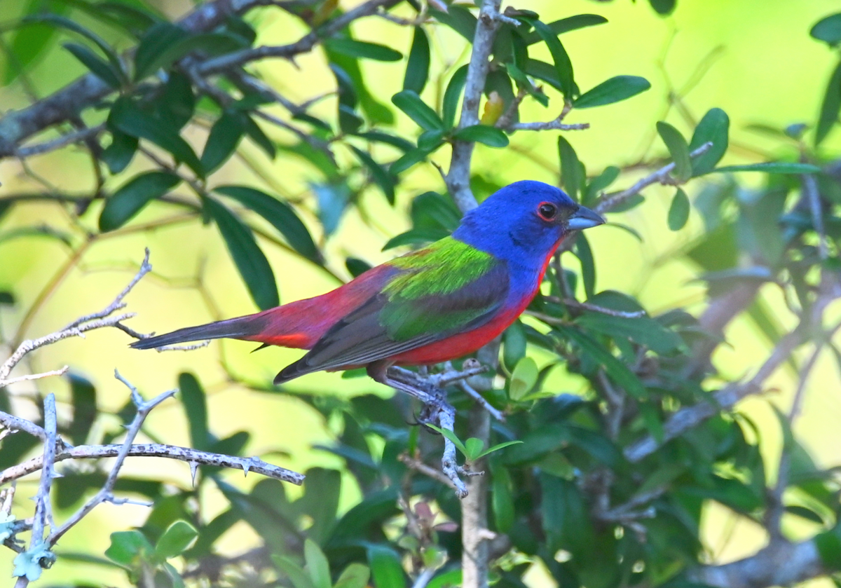 Painted Bunting - ML619510575