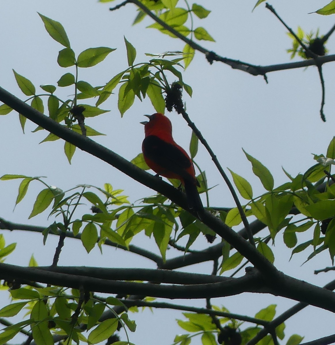 Scarlet Tanager - ML619510589