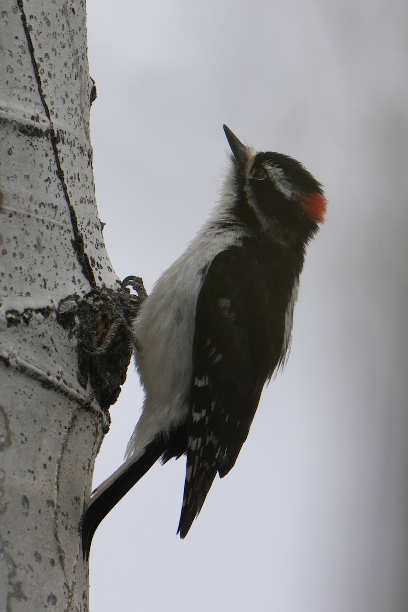 Downy Woodpecker - ML619510605
