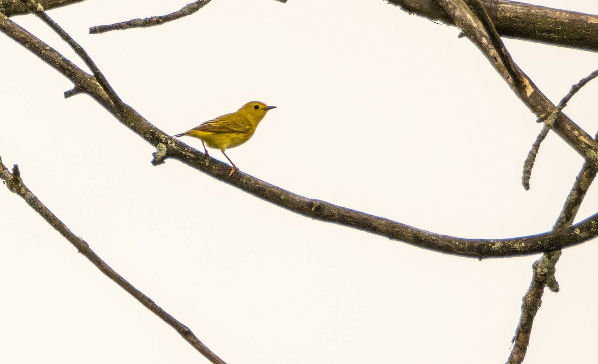 Yellow Warbler - ML619510632