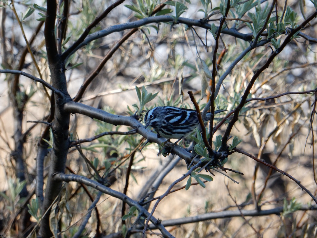 Black-and-white Warbler - ML619510670