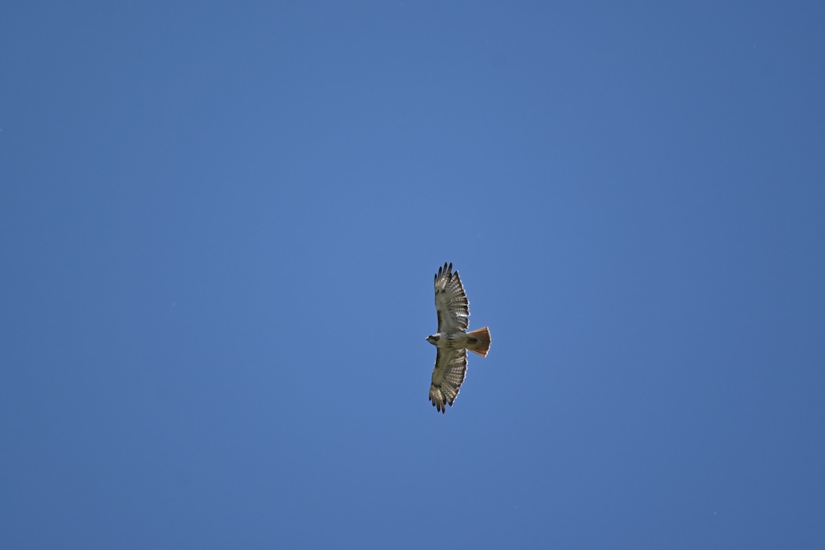 Red-tailed Hawk - ML619510689