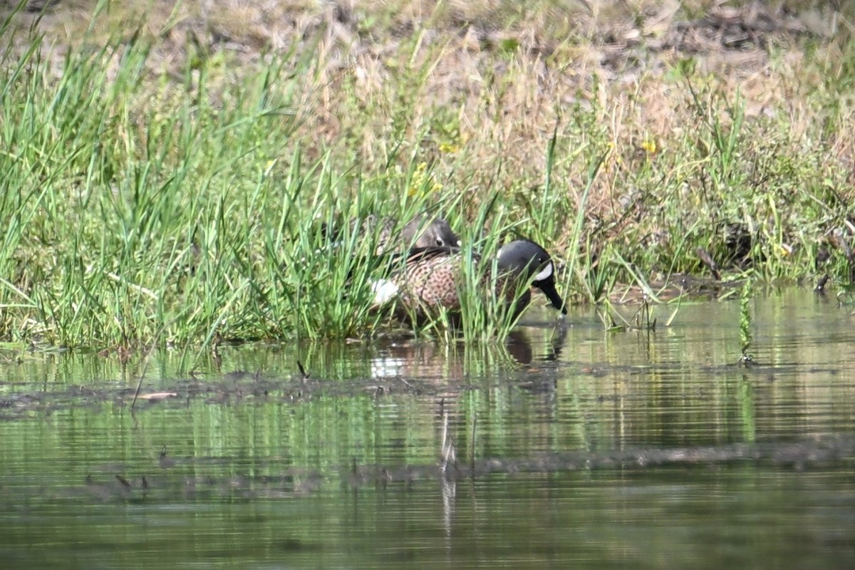 Blue-winged Teal - ML619510706