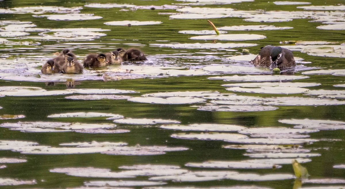 Wood Duck - ML619510729