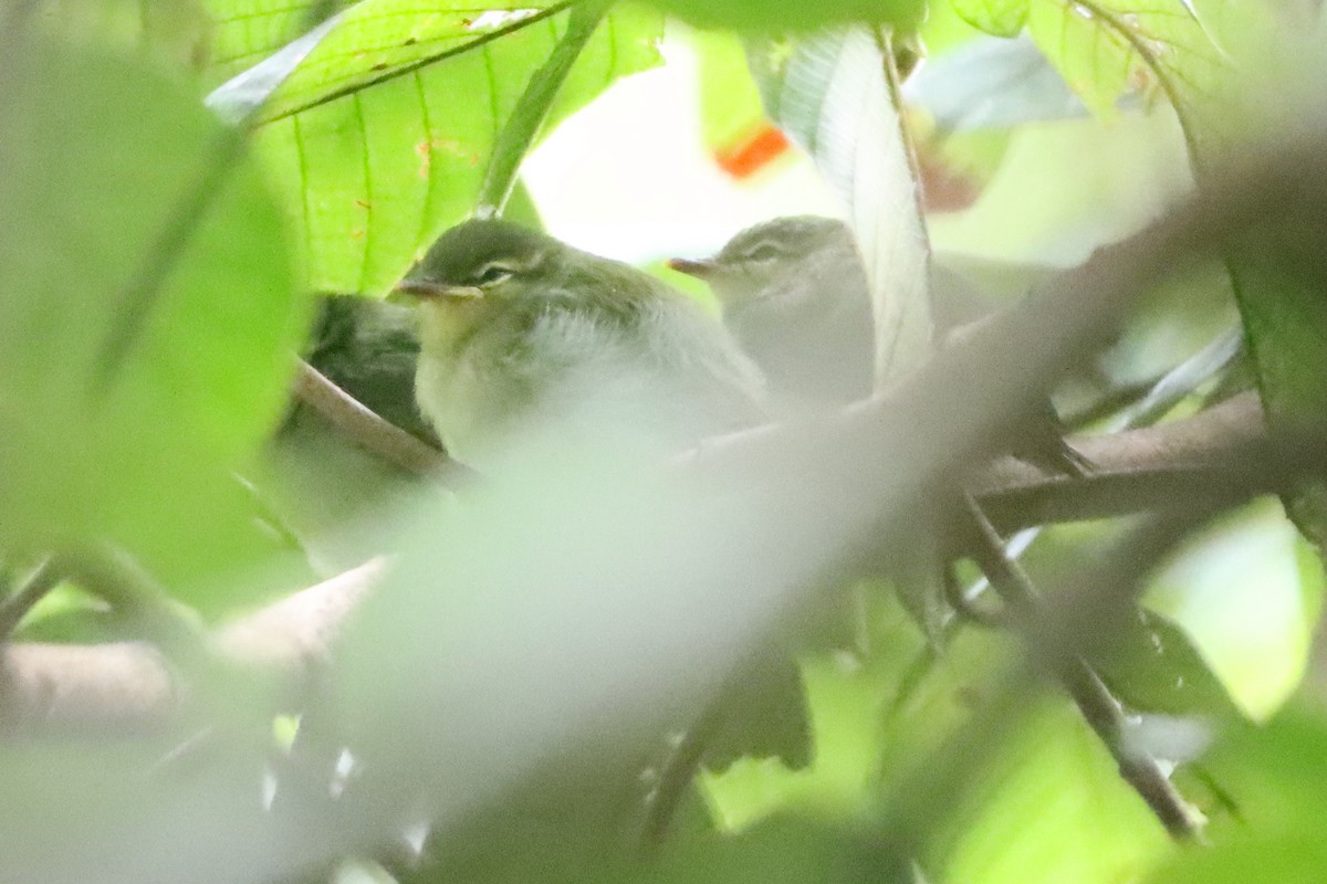 Lemon-throated Leaf Warbler - ML619510738