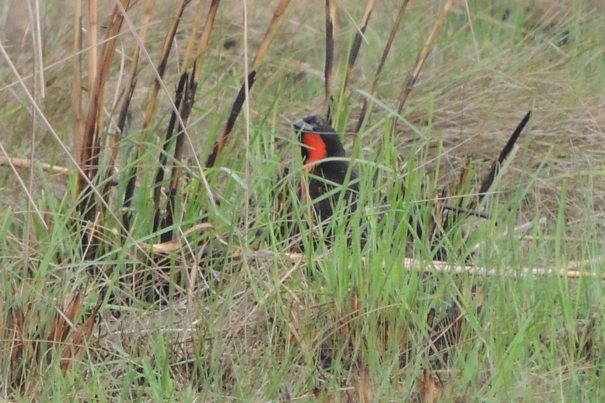 Red-breasted Meadowlark - ML619510761