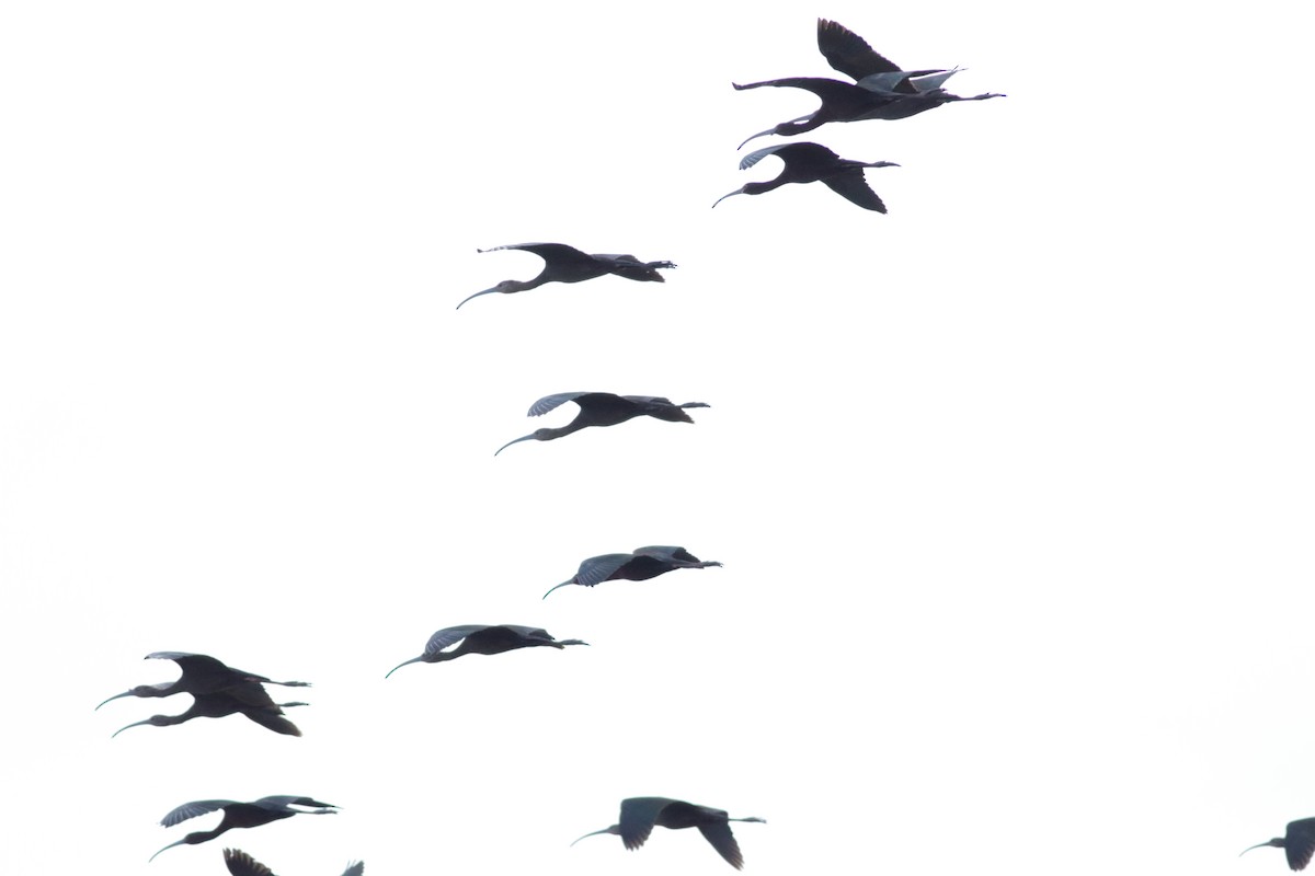 ibis hnědý/americký - ML619510775