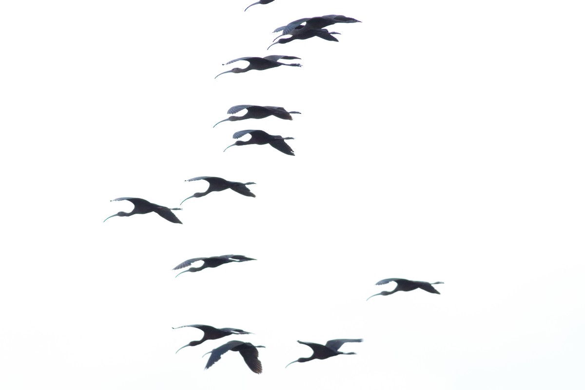 ibis hnědý/americký - ML619510776