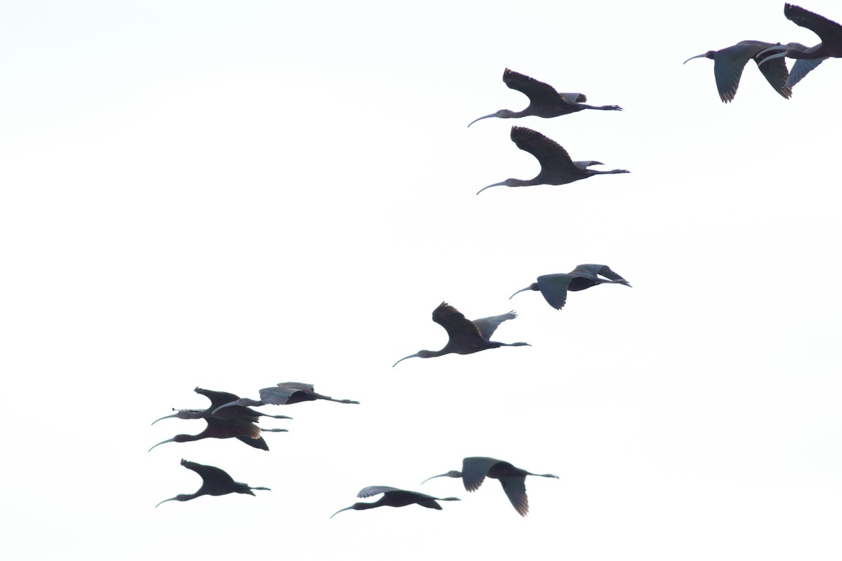 ibis hnědý/americký - ML619510777