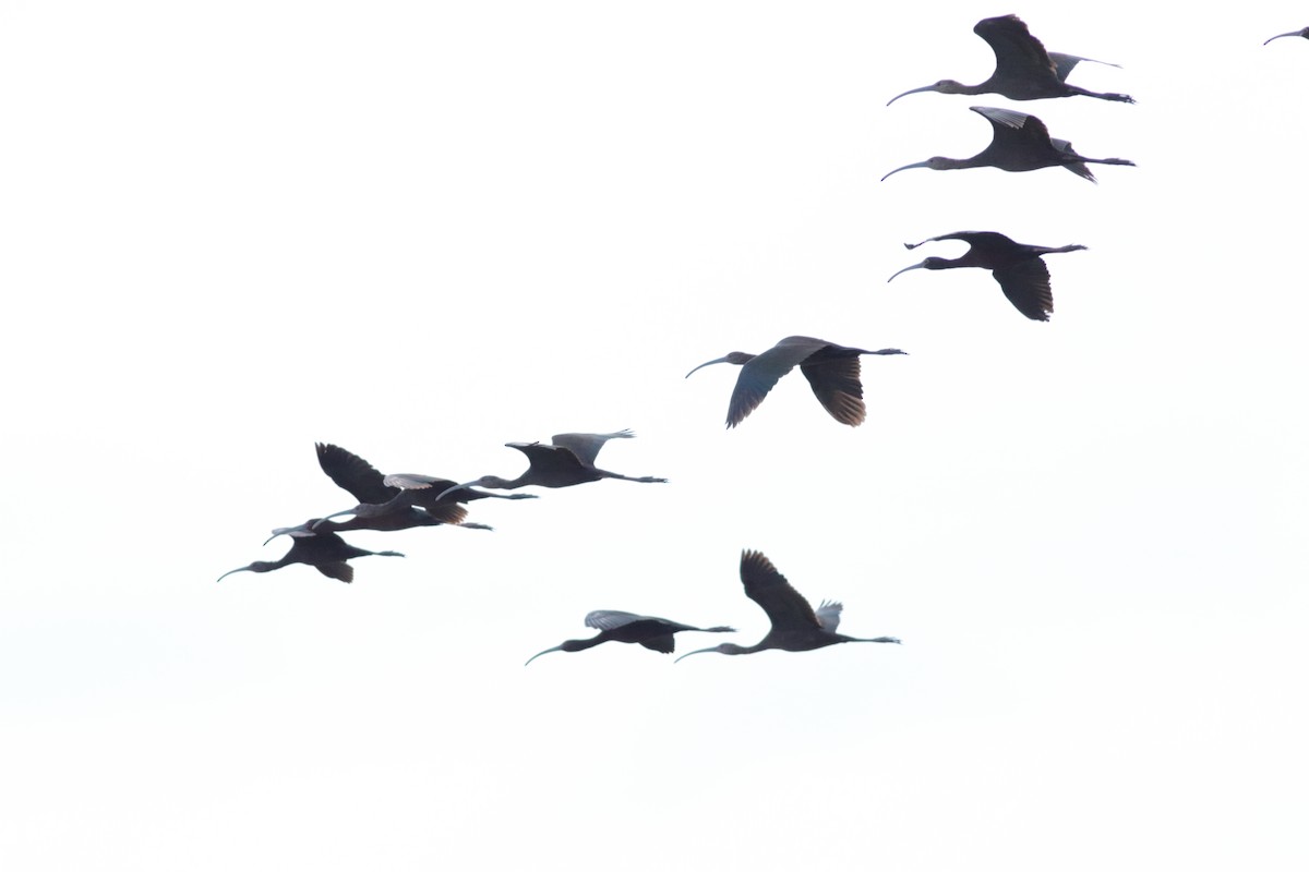 ibis hnědý/americký - ML619510778