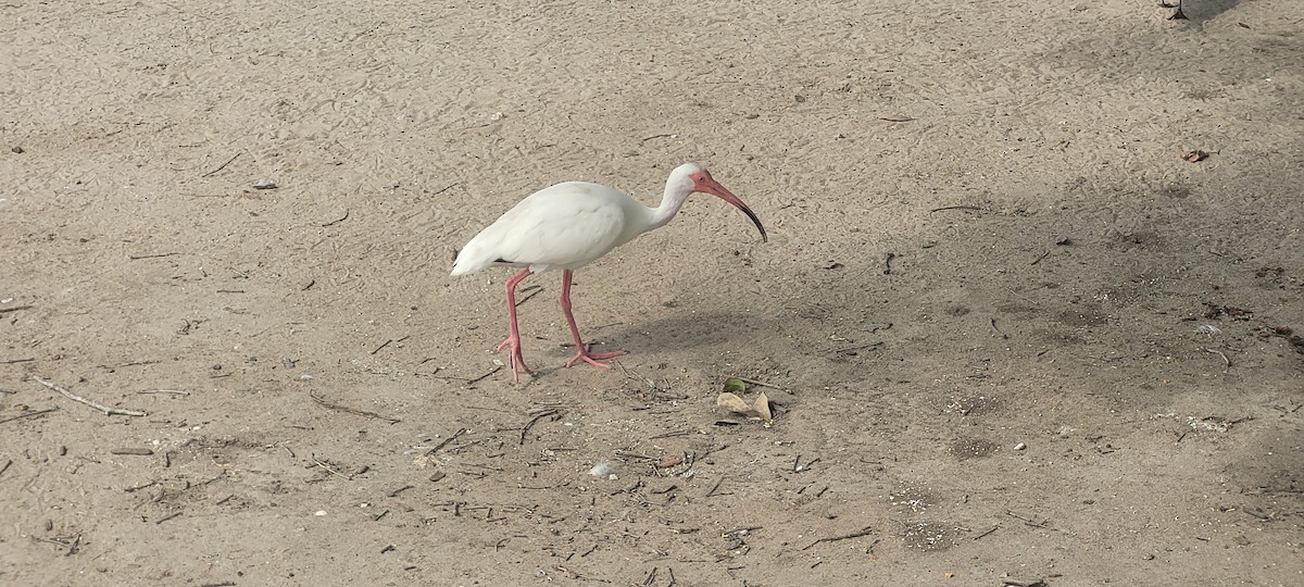 ibis bílý - ML619510792